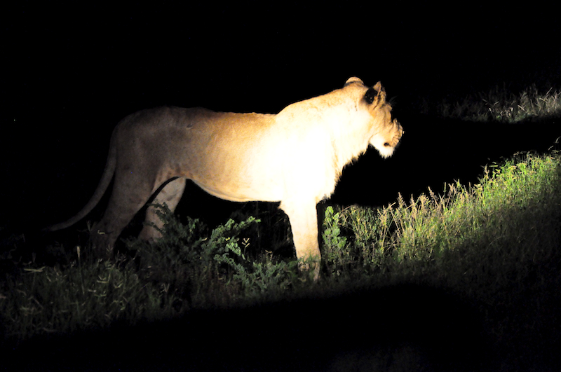 Melanie Heinrich - travel images - Lion Sands Private game reserver Hazyview